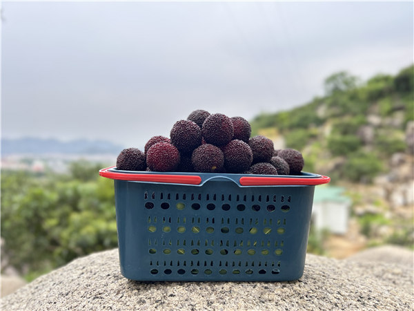 UTSTESTER Team Activity on May - Pick bayberry